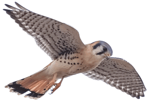 American Kestrel © Jim Esten