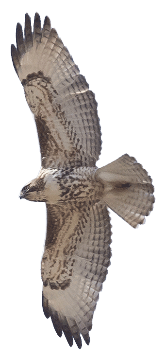 Red-tailed Hawk © Jim Esten