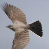 BIRD BOMBS: Kings of the Road