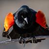 BIRD BOMBS: 4 & 20 Black Birds