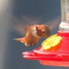 BIRD BOMBS: Summer Hummers