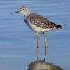 BIRD BOMBS:  It Has Yellow Legs