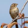 BIRD BOMBS: Fall Sparrows