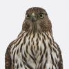 BIRD BOMBS: Forest Hawks