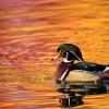 BIRD BOMBS: Better Duck