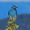 BIRD BOMBS: Colorado Blues