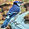 BIRD BOMBS: Where's That on the Bird?
