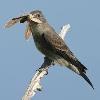 BIRD BOMBS It's a Flycatcher