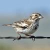 BIRD BOMBS Prairie Sparrows