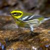 BIRD BOMBS Falling for Warblers