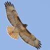 BIRD BOMBS It's Probably a Red-tail