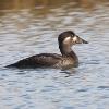 BIRD BOMBS: Colorado Sea Ducks