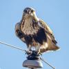 BIRD BOMBS: Prairie Hawks