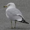 BIRD BOMBS: Get Gullable