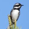 BIRD BOMBS: Spring Into Warblers 2