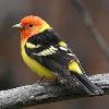 BIRD BOMBS: Tropical Color