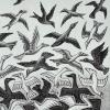 BIRD BOMBS: Colorado Bird Taxonomy Made Simple