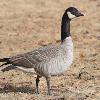 BIRD BOMBS: Eyes on Geese and Swans