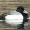 BIRD BOMBS: Colorado ID Masters - Winter Waterfowl Edition 