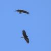 BIRD BOMBS: Raptors for Real