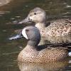 BIRD BOMBS: ID Masters - Spring Edition