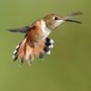 BIRD BOMBS Summer ID Challenges
